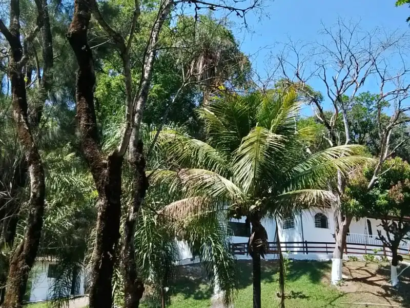 Árvores altas e uma palmeira sobre o gramado, com uma construção branca de varanda gradeada ao fundo